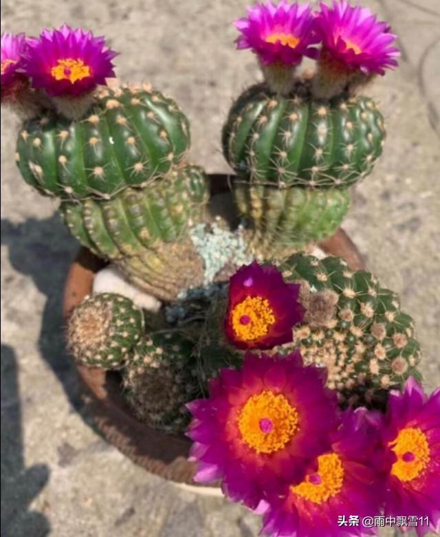 盆栽绯花玉，要想每年都开花，做好这5点，花开艳丽美如画