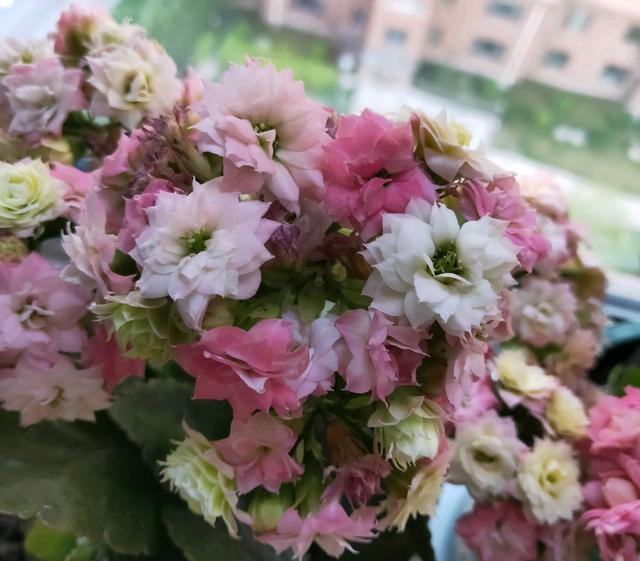开一次花的长寿花不再继续开花？多晒太阳勤修剪，花后修剪很关键