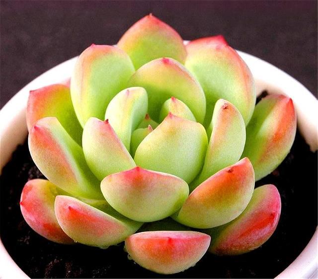 多肉总是养不好？那是因为你太勤快，懒一点，轻松养出好状态