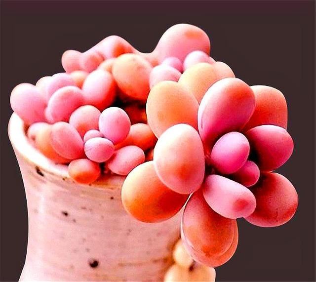 多肉总是养不好？那是因为你太勤快，懒一点，轻松养出好状态