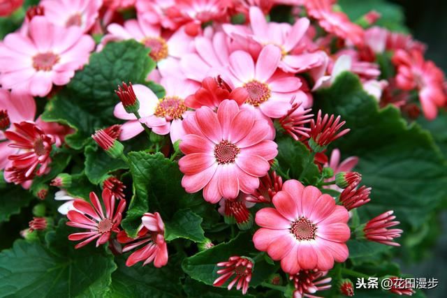 瓜叶菊，叶片发黄、花量少？这样养护，叶色浓绿花鲜艳，盆盆爆满