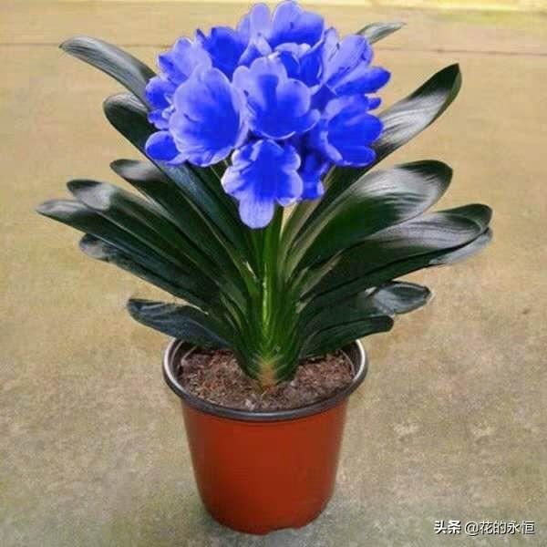 绿槐高柳咽新蝉，薰风初入弦，十种蓝色花朵植物带给盛夏中的凉爽