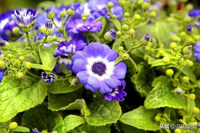 瓜叶菊，叶片发黄、花量少？这样养护，叶色浓绿花鲜艳，盆盆爆满