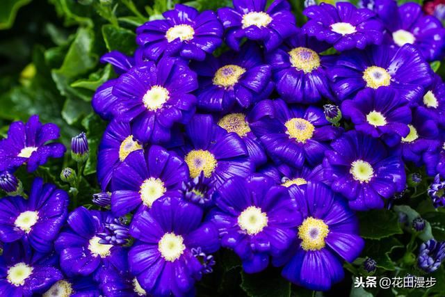 瓜叶菊，叶片发黄、花量少？这样养护，叶色浓绿花鲜艳，盆盆爆满