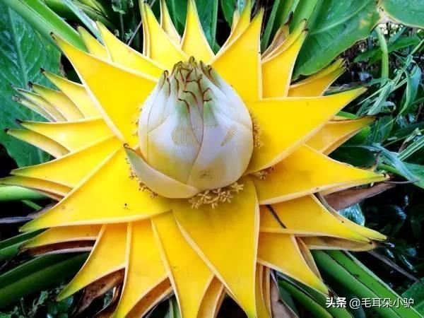世间花叶不相伦，花入金盆叶作尘。这七种绿植开花像极了莲花