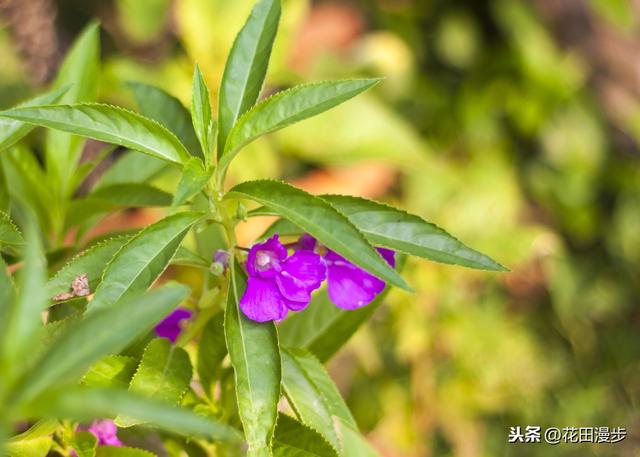 凤仙花，盆栽养殖方法，这样养护，花开更多，颜色更艳