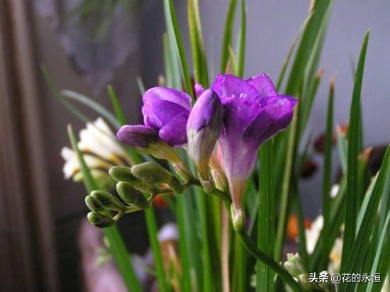 绿槐高柳咽新蝉，薰风初入弦，十种蓝色花朵植物带给盛夏中的凉爽