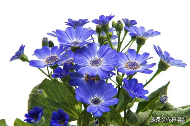 瓜叶菊，叶片发黄、花量少？这样养护，叶色浓绿花鲜艳，盆盆爆满