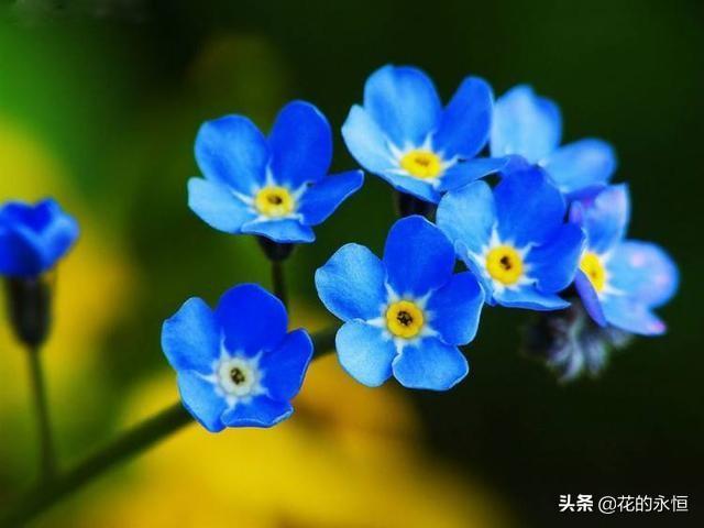 绿槐高柳咽新蝉，薰风初入弦，十种蓝色花朵植物带给盛夏中的凉爽
