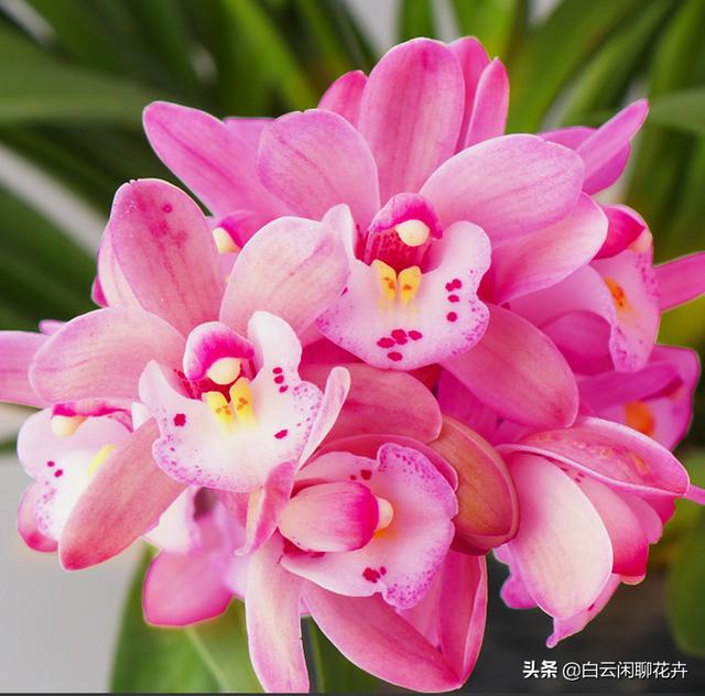 香妃花香浓郁，迷人的粉色花朵，简直太甜蜜了