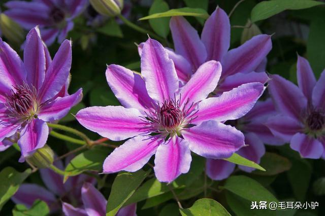 世间花叶不相伦，花入金盆叶作尘。这七种绿植开花像极了莲花