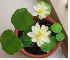 可爱的小碗莲，小花盆也能养莲花，真漂亮