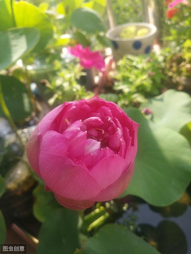 可爱的小碗莲，小花盆也能养莲花，真漂亮