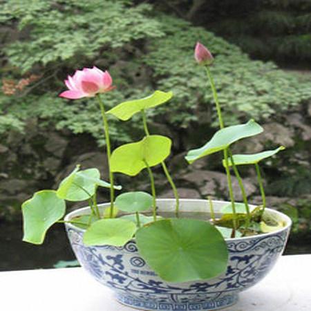 可爱的小碗莲，小花盆也能养莲花，真漂亮