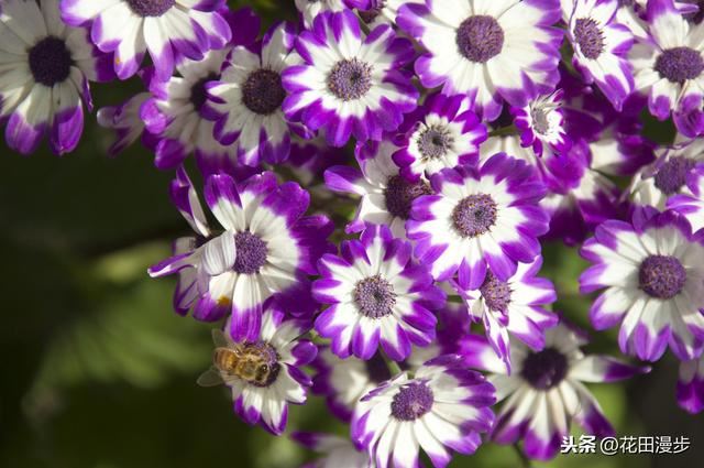 瓜叶菊，叶片发黄、花量少？这样养护，叶色浓绿花鲜艳，盆盆爆满