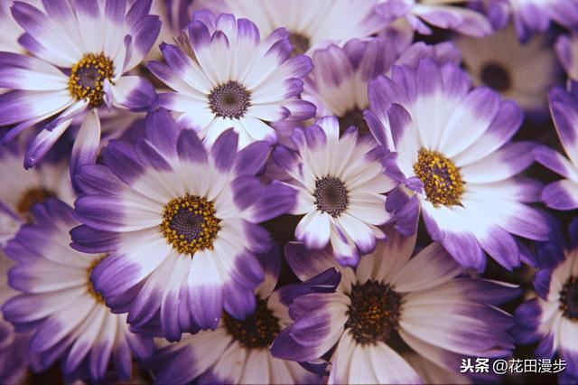 瓜叶菊，叶片发黄、花量少？这样养护，叶色浓绿花鲜艳，盆盆爆满