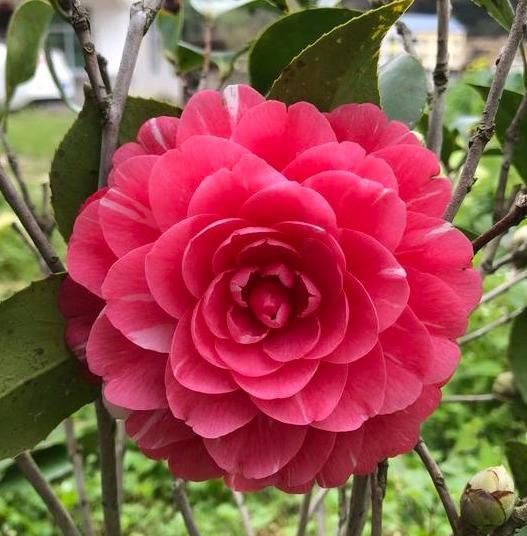 五色赤丹茶花真没有五色,但绝对每年开花都会给你一个全新的感觉