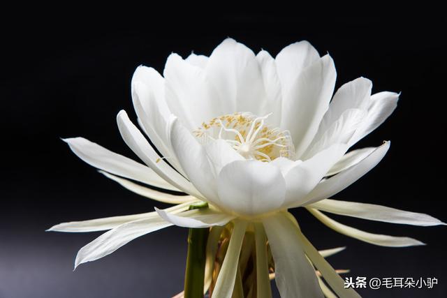 世间花叶不相伦，花入金盆叶作尘。这七种绿植开花像极了莲花