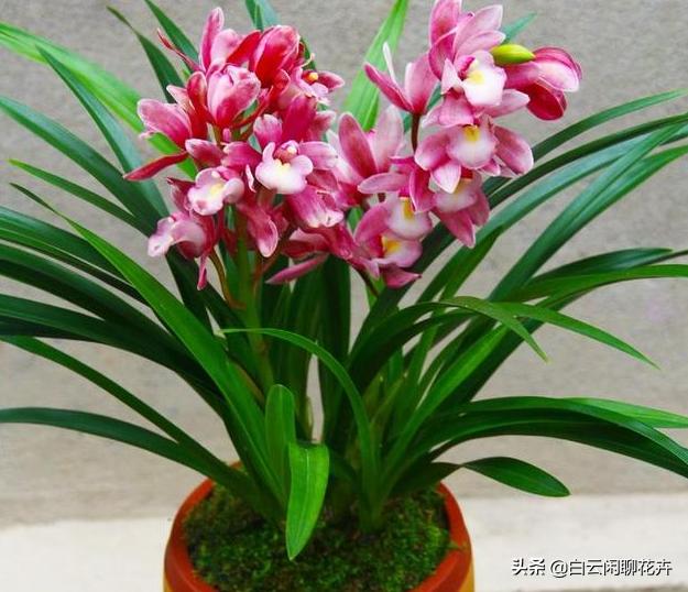 香妃花香浓郁，迷人的粉色花朵，简直太甜蜜了
