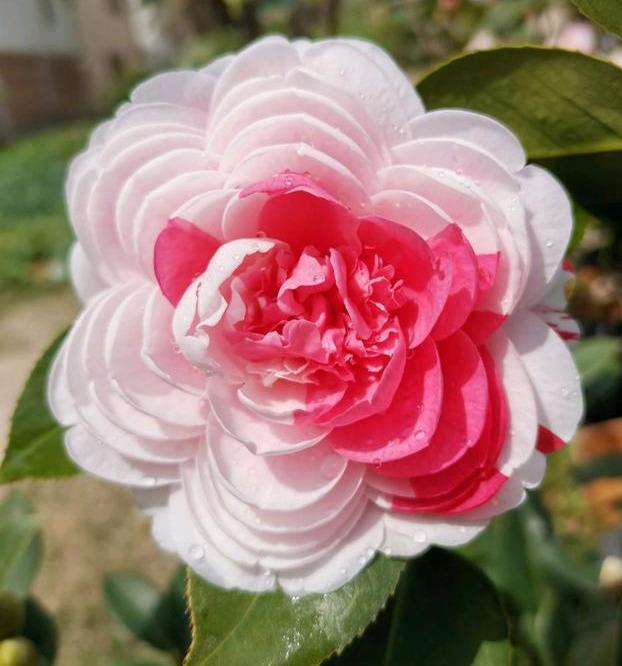 五色赤丹茶花真没有五色,但绝对每年开花都会给你一个全新的感觉