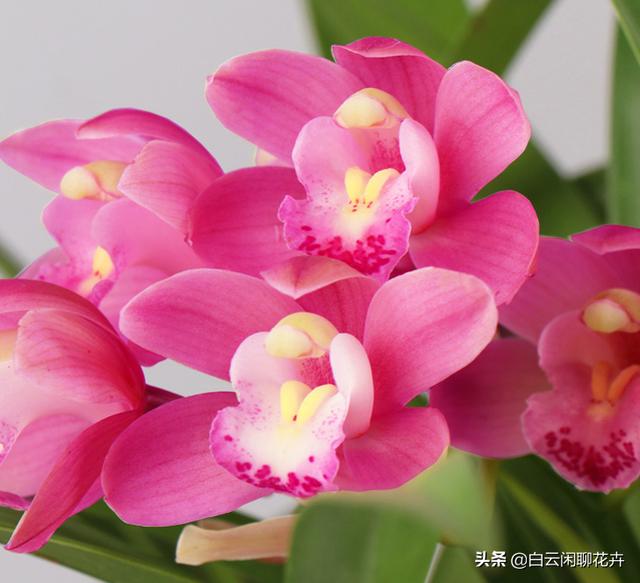 香妃花香浓郁，迷人的粉色花朵，简直太甜蜜了