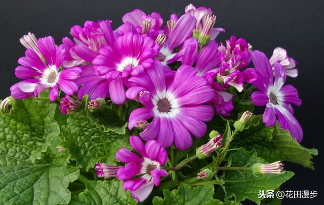 瓜叶菊，叶片发黄、花量少？这样养护，叶色浓绿花鲜艳，盆盆爆满