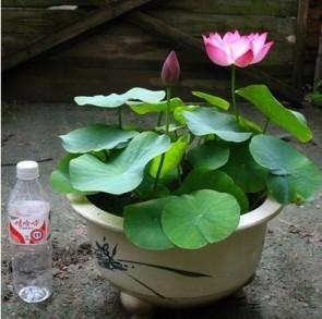 可爱的小碗莲，小花盆也能养莲花，真漂亮