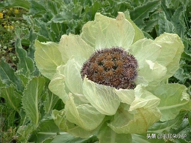 世间花叶不相伦，花入金盆叶作尘。这七种绿植开花像极了莲花