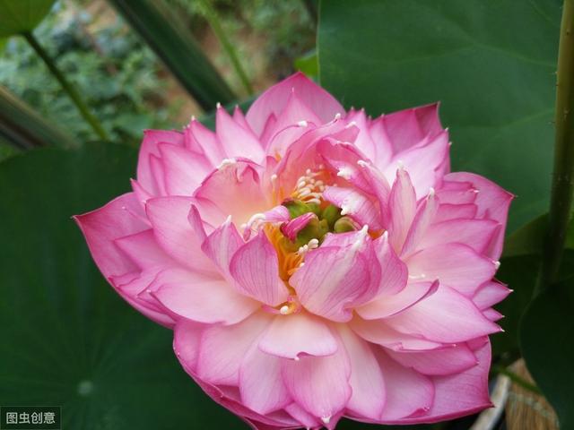 可爱的小碗莲，小花盆也能养莲花，真漂亮