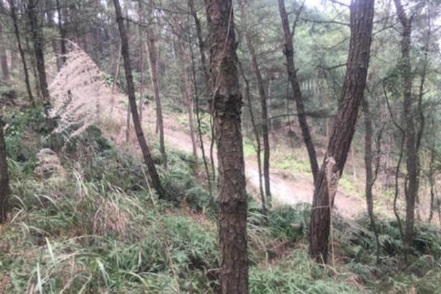 林业防护：森林抚育技术措施，提高森林的质量！