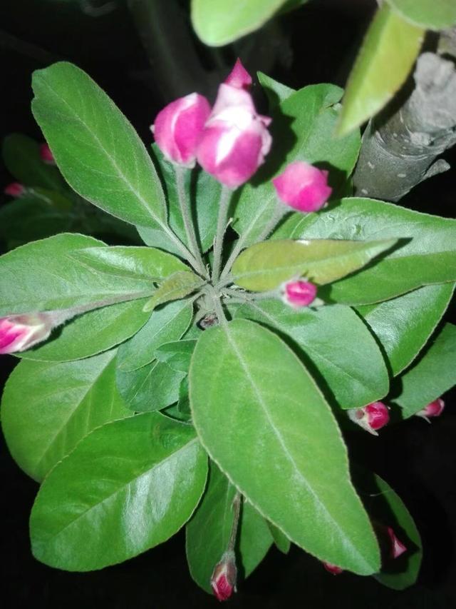 国艳海棠花繁殖太麻烦？盆栽扦插养护做好这7点，花艳果香惹人爱