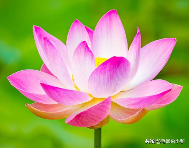 世间花叶不相伦，花入金盆叶作尘。这七种绿植开花像极了莲花