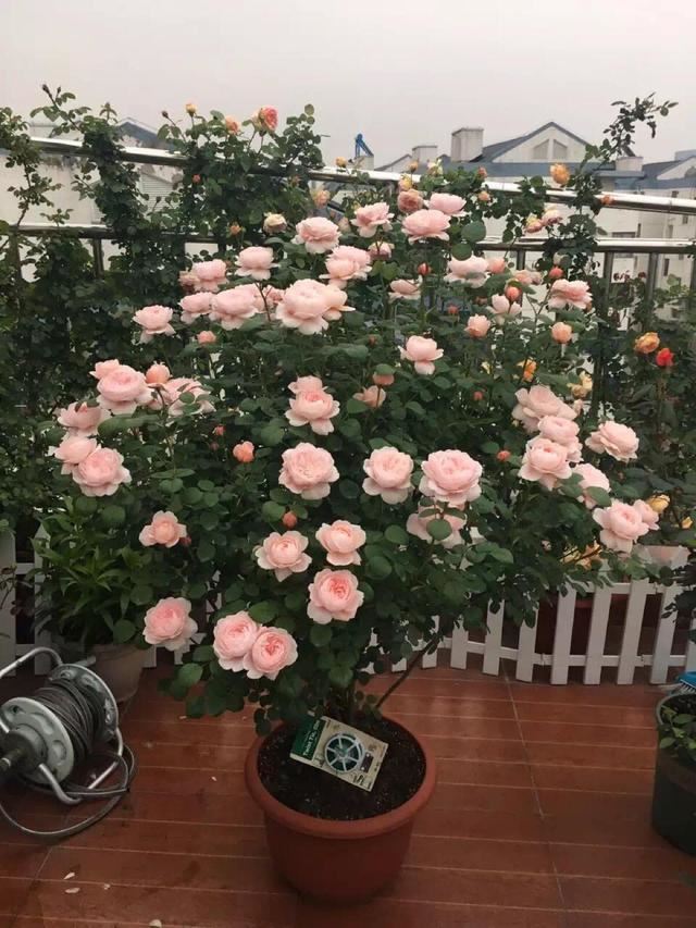 月季花是个真是个恶鬼，吃得多长得旺，花期砰砰开花