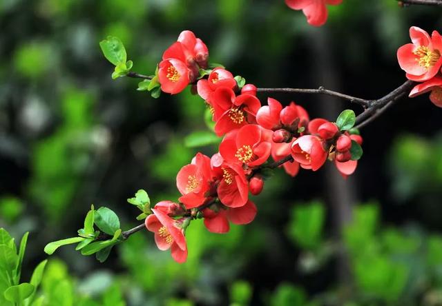 一程春色尽，人间五月来