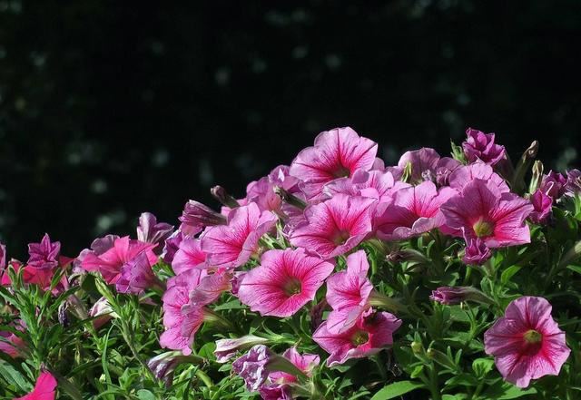 喜欢兰花，不如养盆精品矮牵牛，花色鲜艳璀璨，似烈火般浓烈