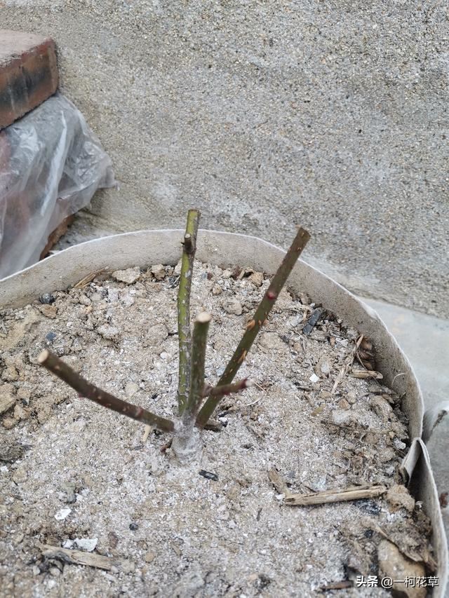 月季初春管理，做好3点，月季才能枝繁叶茂，花大色艳