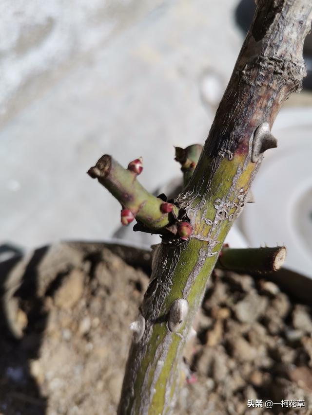 月季初春管理，做好3点，月季才能枝繁叶茂，花大色艳