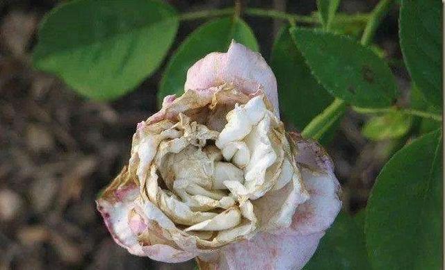 月季能招来各种虫子，家里备着“吡虫啉”，加上这3点，根壮花多