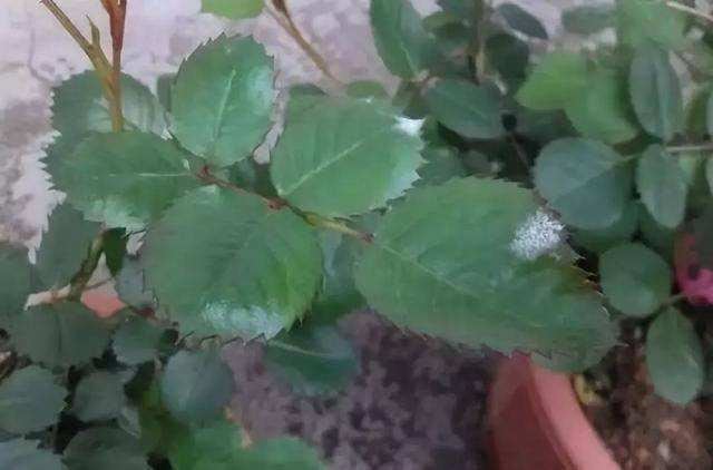 月季叶子泛白不正常，这是得了白粉病，不能轻易修剪，会更严重