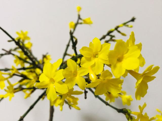 三种“春天使者”，一开花就是一大片，说明春天不远了