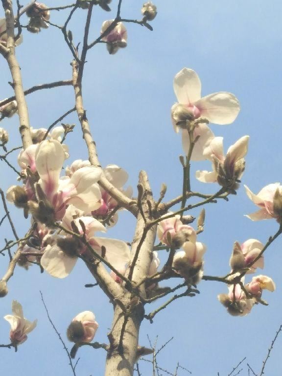三种“春天使者”，一开花就是一大片，说明春天不远了