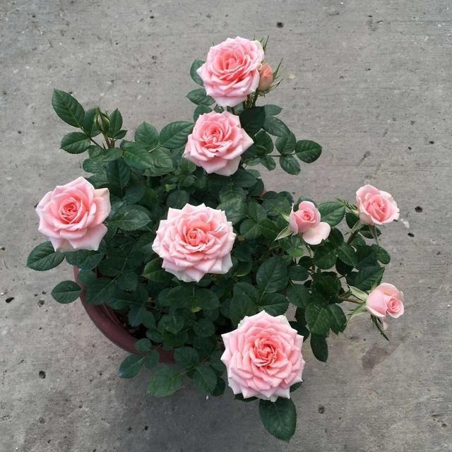 月季花是个真是个恶鬼，吃得多长得旺，花期砰砰开花