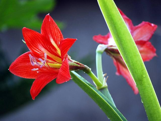 喜欢兰花，不如养盆精品矮牵牛，花色鲜艳璀璨，似烈火般浓烈