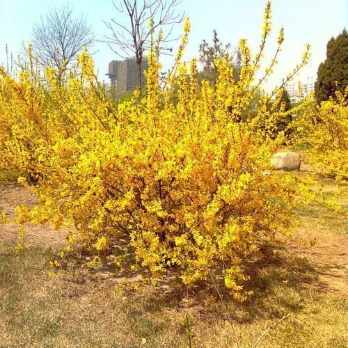 野外的花海看着眼馋，下次捡几个枝子，种在花盆比家花还香