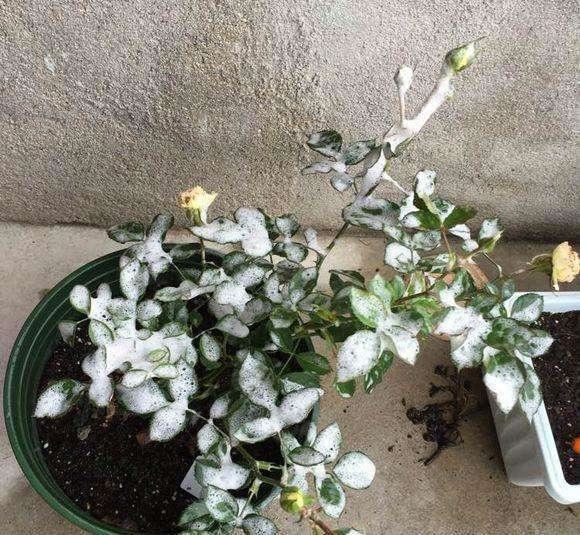 月季叶子泛白不正常，这是得了白粉病，不能轻易修剪，会更严重