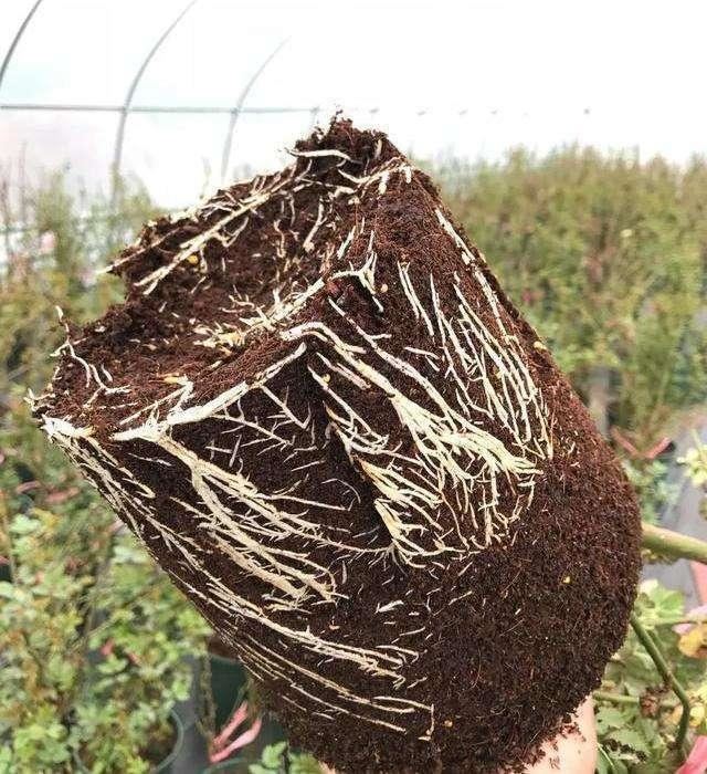 春天换盆换对了，花卉呼呼生长，扎根开花两不误
