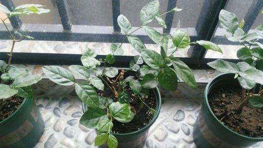 养茉莉花怎么翻盆、修剪？尽量保守点，才能白花开满枝头