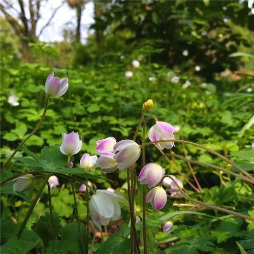 鹅掌草开花“鹅掌花”，一朵一朵正片绽放，开得可真美