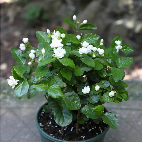 养茉莉花怎么翻盆、修剪？尽量保守点，才能白花开满枝头