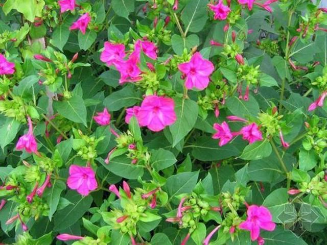 紫茉莉：花期长，粗放型管理，多用于庭院观赏花卉